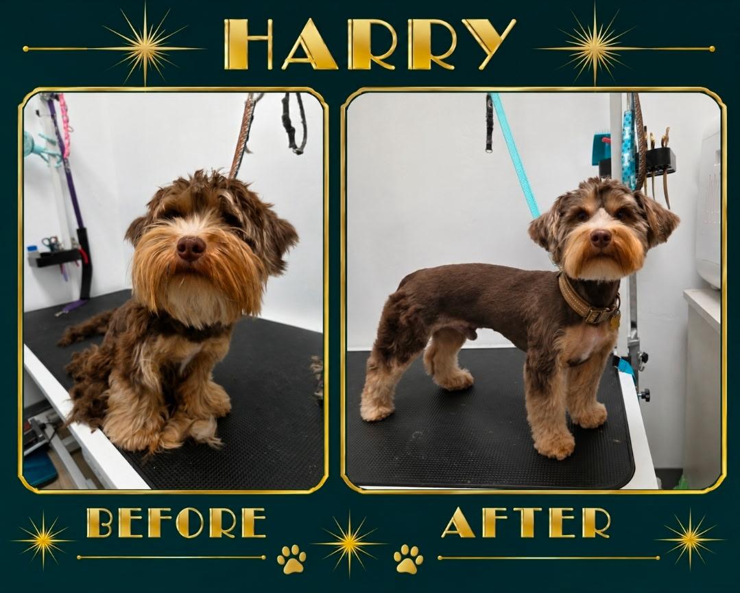 Self-Service Wash - Shih Tzu