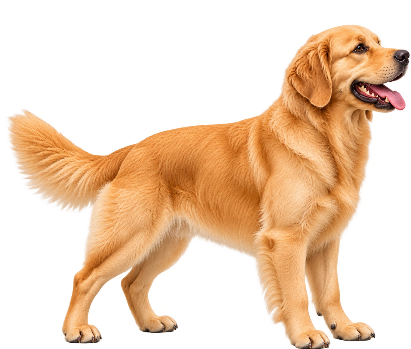 Medium dog